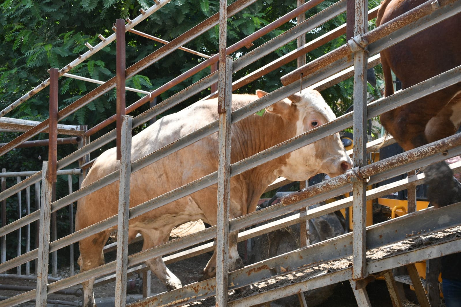 WhatsApp Image 2021-07-19 at 1.01.14 PM.jpeg